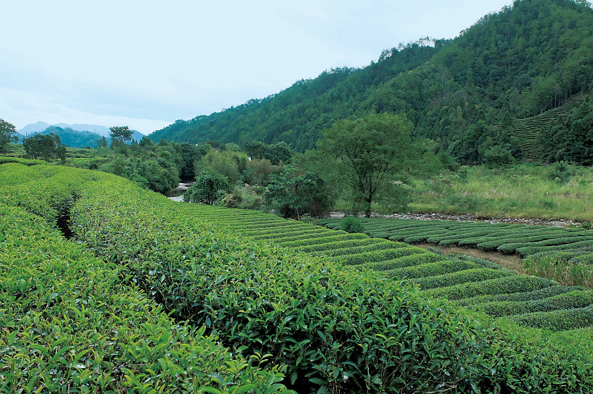 NUOBrand_Tea culture9_High Res_44705.jpg